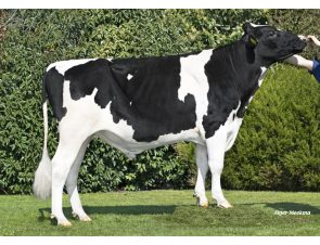 Claynook Reba Wickham (EX93)