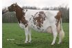 Mien 36 - matka Conqueror Mien 36 - matka Conqueror