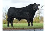 Aberdeen Angus