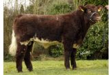 Shorthorn