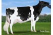 Siemers Windbrook Rozini (EX 91)